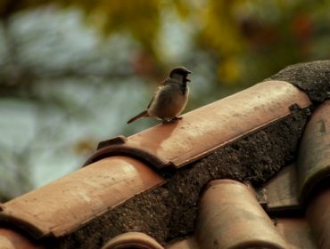 black and gray bird standing on house roof