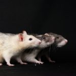 Pourquoi la dératisation à Lyon nécessite-t-elle une expertise ?