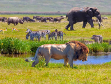 photographie animaux sauvages