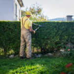 Les déchets verts sont-ils évacués après une taille de haies ?